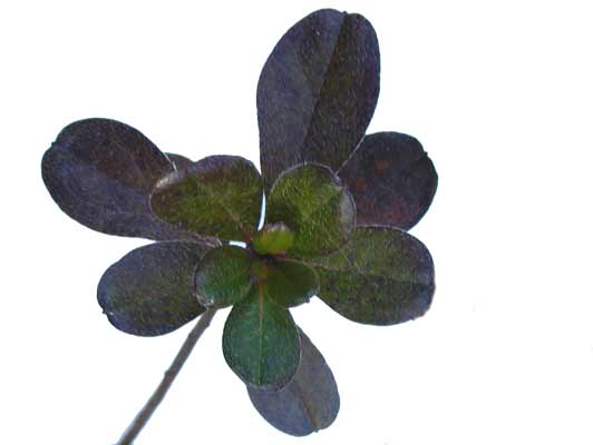 A purple and green Kurume Azalea clover-like leaf. A purple and green Kurume Azalea clover-like leaf.