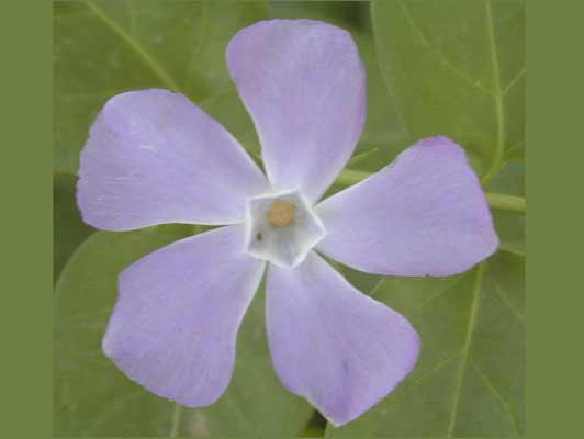 A purple flower with five petals from a Large Periwinkle plant. A purple flower with five petals from a Large Periwinkle plant.