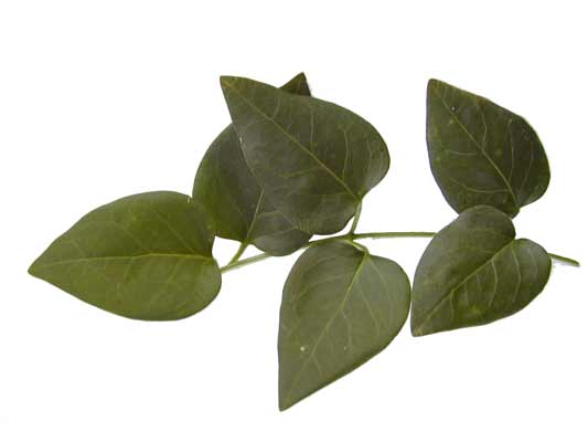 A stem with heart-shaped Large Periwinkle leaves. A stem with heart-shaped Large Periwinkle leaves.