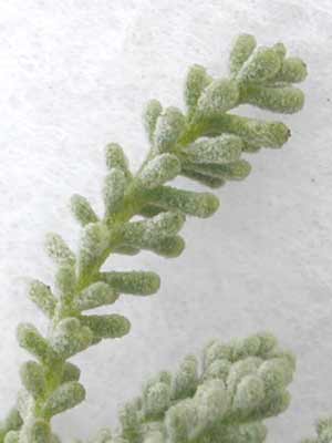 A light green colored Lavender Cotton fuzzy-looking stem. A light green colored Lavender Cotton fuzzy-looking stem.
