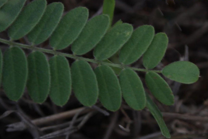 Compound leaves with short, round leaflet at tip