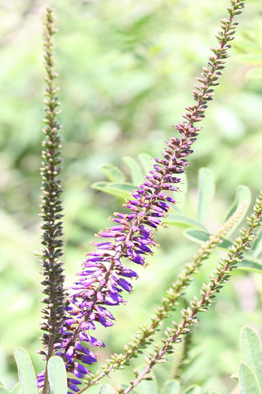 Purple, tube-shaped flowers clustered around top of stem