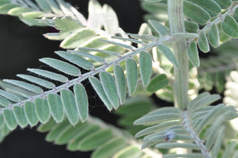 Silvery-green leaves attached almost directly to stems