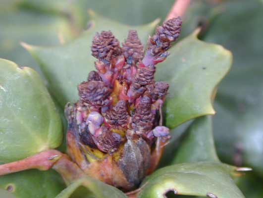 A purple-brown colored Leatherleaf Mahonia bud. A purple-brown colored Leatherleaf Mahonia bud.