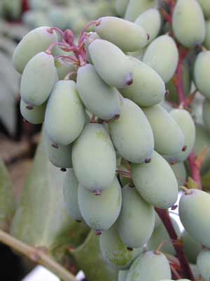A cluster of light green colored round Leatherleaf Mahonia seeds. A cluster of light green colored round Leatherleaf Mahonia seeds.
