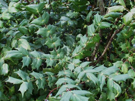A cluster of Leatherleaf Mahonia plants with long stems and several green leaves. A cluster of Leatherleaf Mahonia plants with long stems and several green leaves.