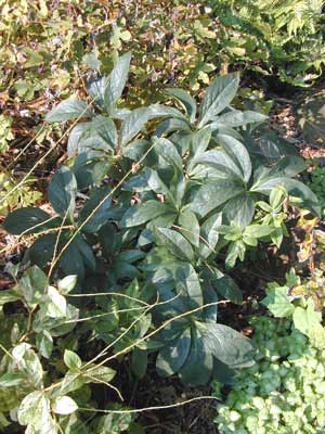 A large, green Lenten Rose plant growing in a flower bed. A large, green Lenten Rose plant growing in a flower bed.