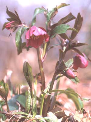 A small Lenten Rose plant with several pink flowers blooming. A small Lenten Rose plant with several pink flowers blooming.