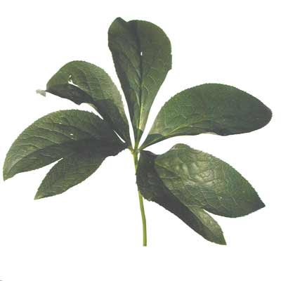 A single Lenten Rose leaf with seven leaflets. A single Lenten Rose leaf with seven leaflets.