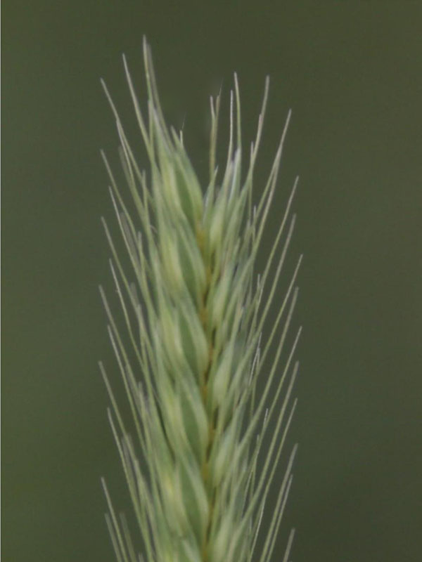 V-notch at tip of seedhead
