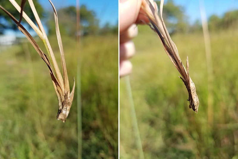 Stems flattened at bases
