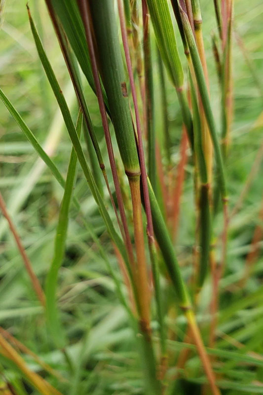 Stems with noticable nodes