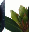 A up close image Littleleaf Boxwood small buds. A up close image Littleleaf Boxwood small buds.