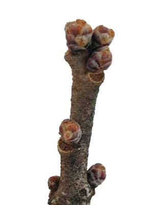 An up close image of a Live Oak branch with several small, brown buds. An up close image of a Live Oak branch with several small, brown buds.