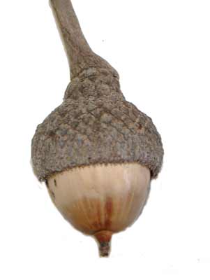 A small Live Oak acorn-like seed at the end of a branch. A small Live Oak acorn-like seed at the end of a branch.