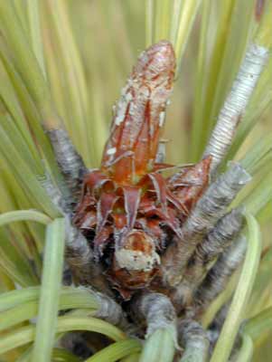 A small, brown Loblolly Pine bud. A small, brown Loblolly Pine bud.