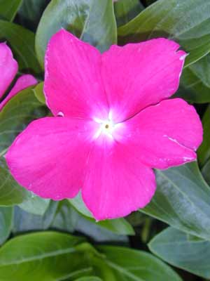 Madagascar Periwinkle | Oklahoma State University