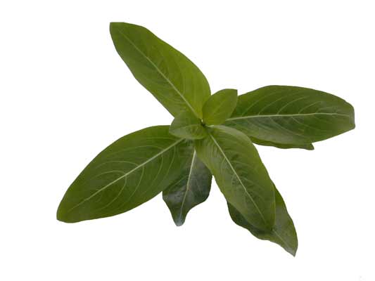 A single group of long, green Madagascar Periwinkle leaves. A single group of long, green Madagascar Periwinkle leaves.