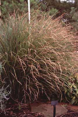 A large Maiden Grass plant growing in a flower bed. A large Maiden Grass plant growing in a flower bed.