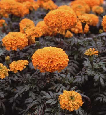 A group of orange blooming Marigold flowers. A group of orange blooming Marigold flowers.