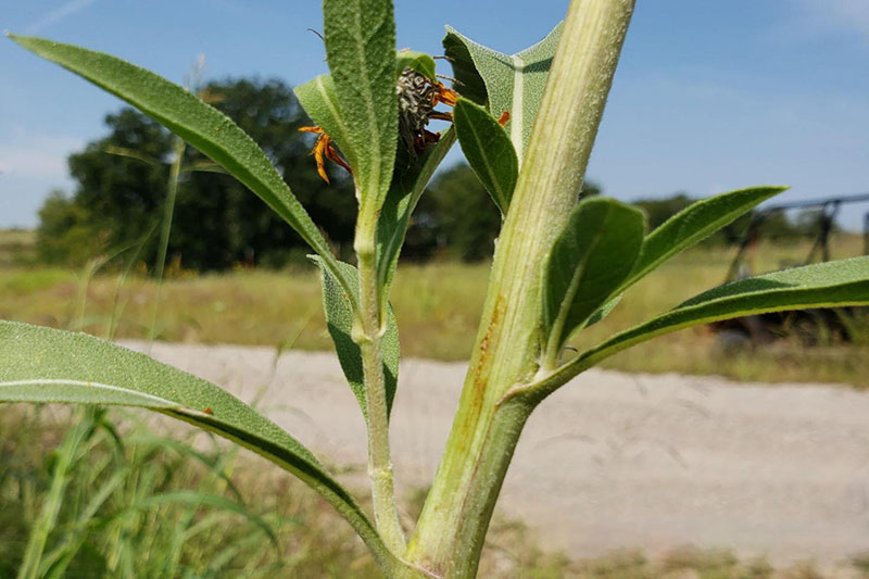 Leaves attached directly to stems; usually alternate