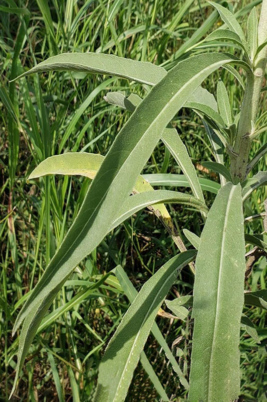 Long, narrow curving leaves; folding upward along midrib