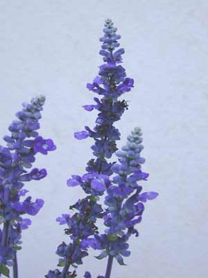 A close up image of purple Mealycup Sage flowers. A close up image of purple Mealycup Sage flowers.