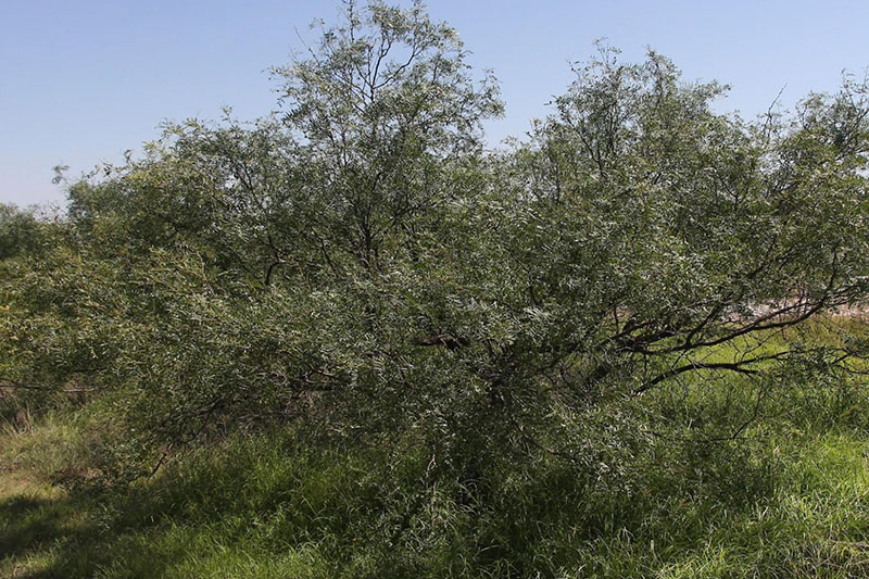 Low-growing and bush-like