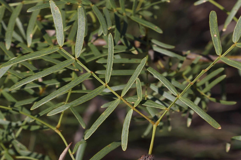 Narrow compound leaves