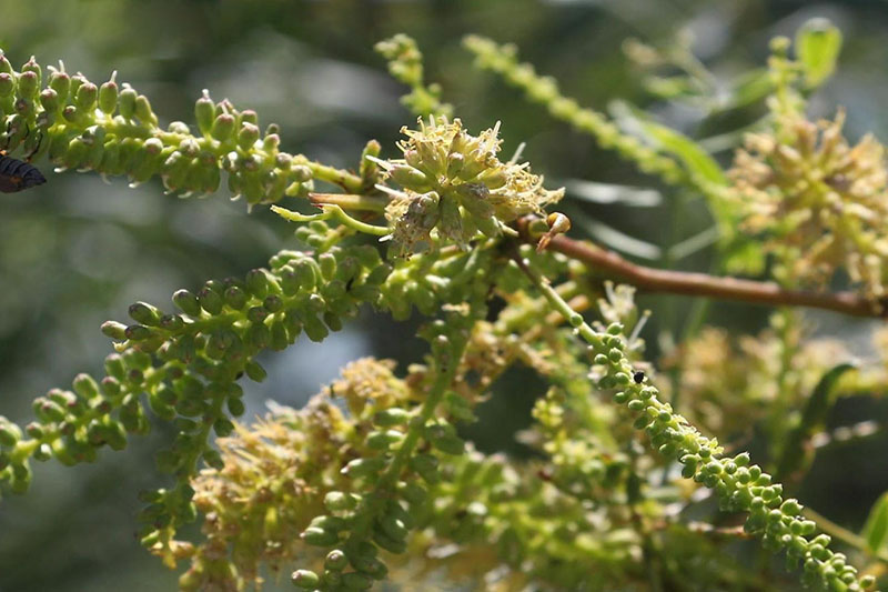 White, woolly flower tassels