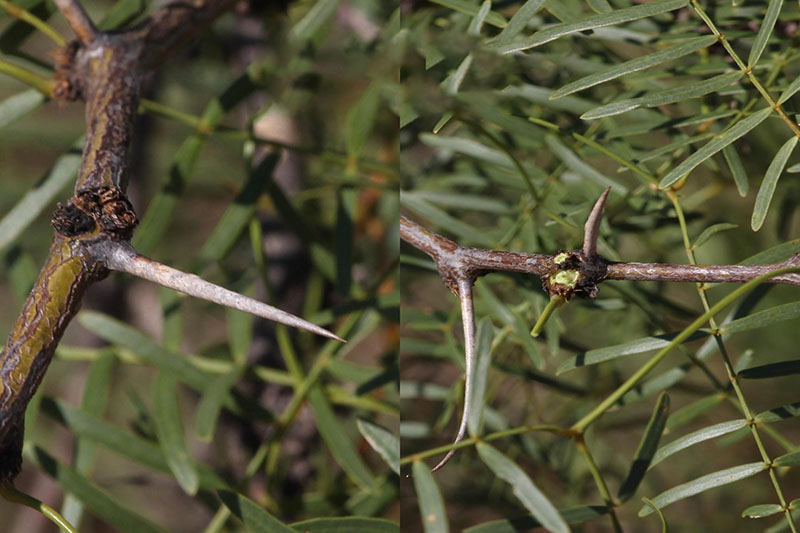 Zigzag branches with short spurs and stout spines