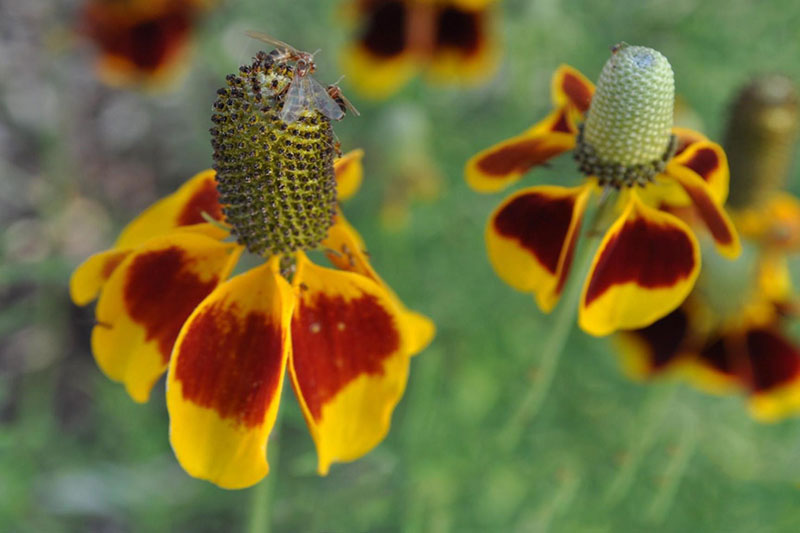 Flowers yellow to red-brown with elevated, cylindrical center; petals drooping