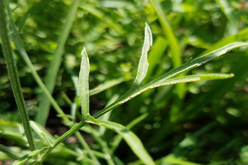 Leaves directly attached to stems