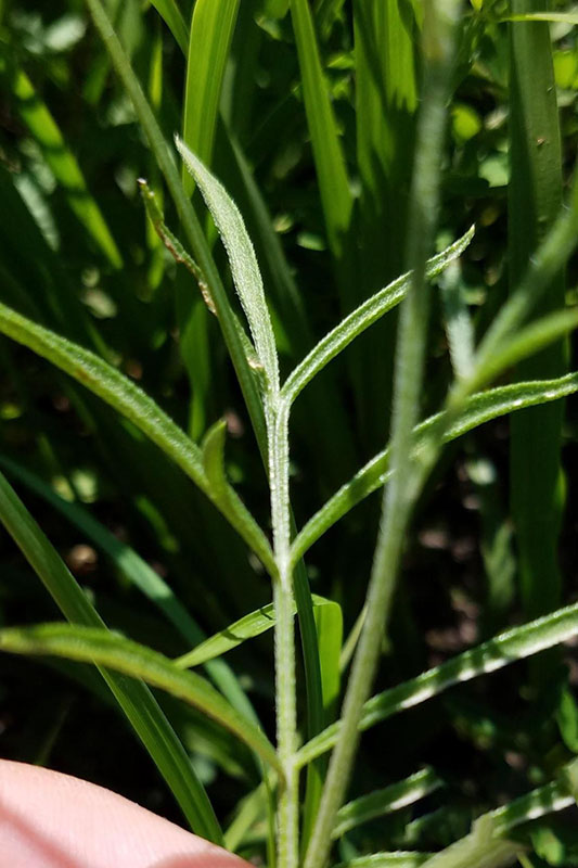Leaves oppositely lobed along midrib