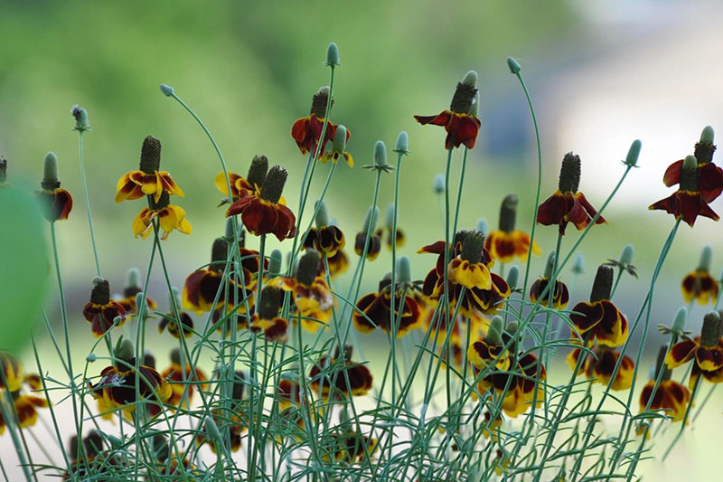 Thin erect branching plant