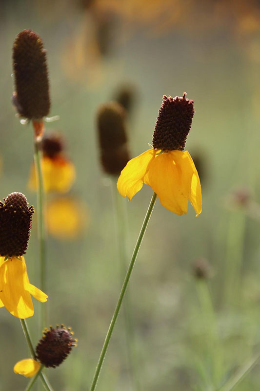 A single Mexican Hat flower with yellow drooping petals and a brown cylindrical center. A single Mexican Hat flower with yellow drooping petals and a brown cylindrical center.