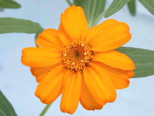 An orange Mexican Zinnia flower in bloom. An orange Mexican Zinnia flower in bloom.