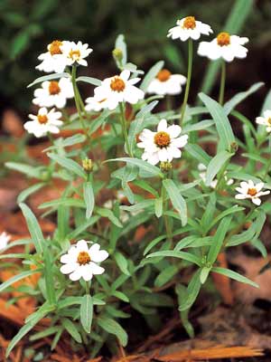 A small Mexican Zinnia plant with several white blooming flowers. A small Mexican Zinnia plant with several white blooming flowers.