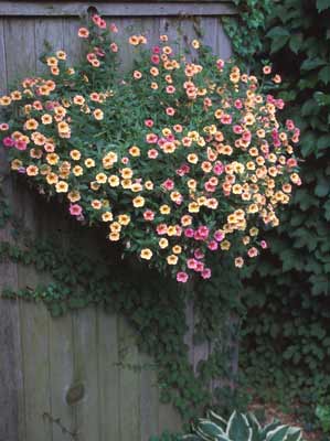 A large Million Bells plant growing up a fence with a lot of blooming flowers. A large Million Bells plant growing up a fence with a lot of blooming flowers.