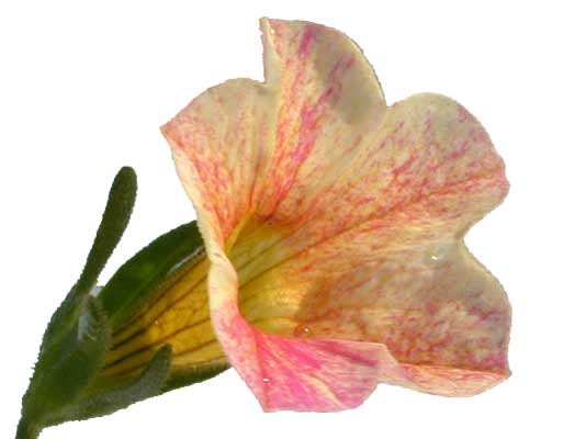 A Million Bells flower that is yellow and pink colored. A Million Bells flower that is yellow and pink colored.