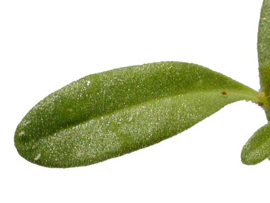 A small, oblong, green Million Bells leaf. A small, oblong, green Million Bells leaf.