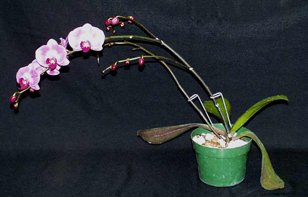 Moth Orchid Fruit growing in a green pot. Moth Orchid Fruit growing in a green pot.