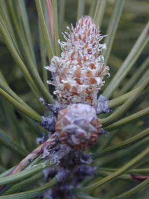 A brown and purple Mugo Pine Bud. A brown and purple Mugo Pine Bud.