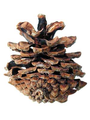 Mugo Pine Fruit shaped like a pinecone. Mugo Pine Fruit shaped like a pinecone.