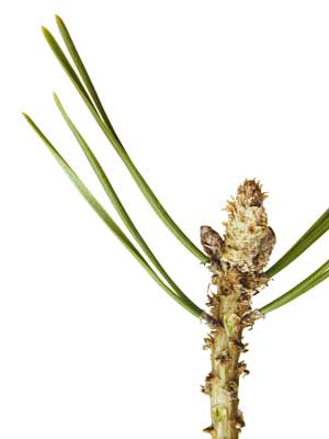 A long, skinny Mugo Pine Leaf. A long, skinny Mugo Pine Leaf.