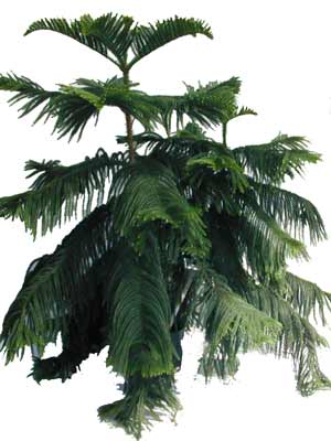 Dark green Norfolk Island Pine Fruit on a Norfolk Island Pine tree. Dark green Norfolk Island Pine Fruit on a Norfolk Island Pine tree.