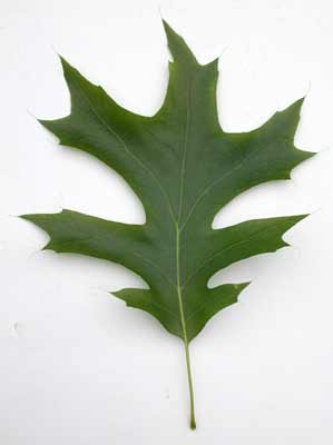 A green Northern Red Oak leaf with seven leaflets. A green Northern Red Oak leaf with seven leaflets.