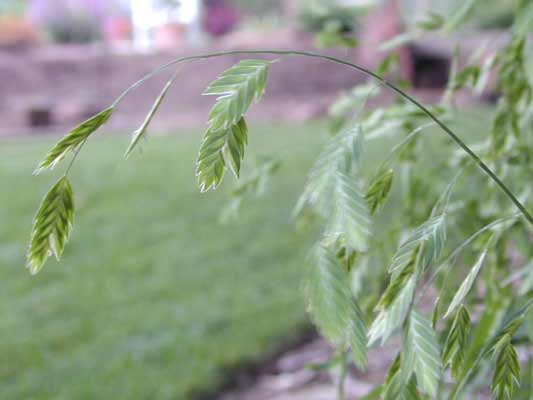 Northern Seaoats leaves hanging off a stem. Northern Seaoats leaves hanging off a stem.