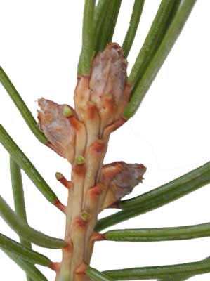 A Norway Spruce Bud with leaves attached. A Norway Spruce Bud with leaves attached.