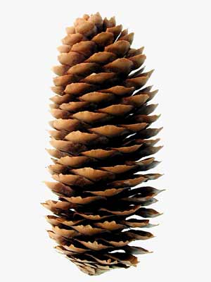 A single Norway Spruce Fruit that looks like a pinecone. A single Norway Spruce Fruit that looks like a pinecone.